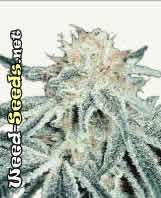 White Rhino Cannabis Seeds