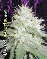 White Widow Cannabis Seeds