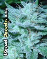 White Widow MAX Cannabis Seeds