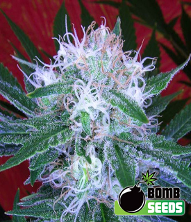 Auto Bomb by Bomb Seeds