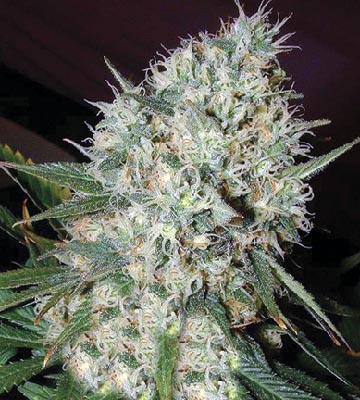 Blue Mystic Auto