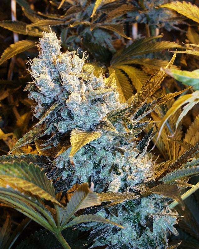 strains of kush. automatic kush strain from