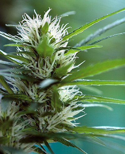 White Widow Feminized Cannabis Seeds