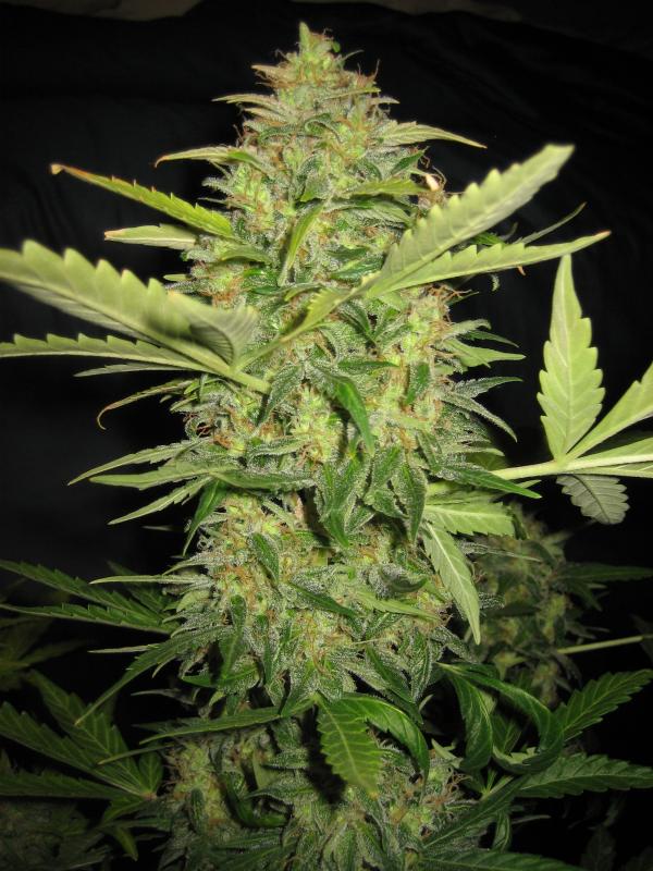 Lemon Skunk Feminized Seeds