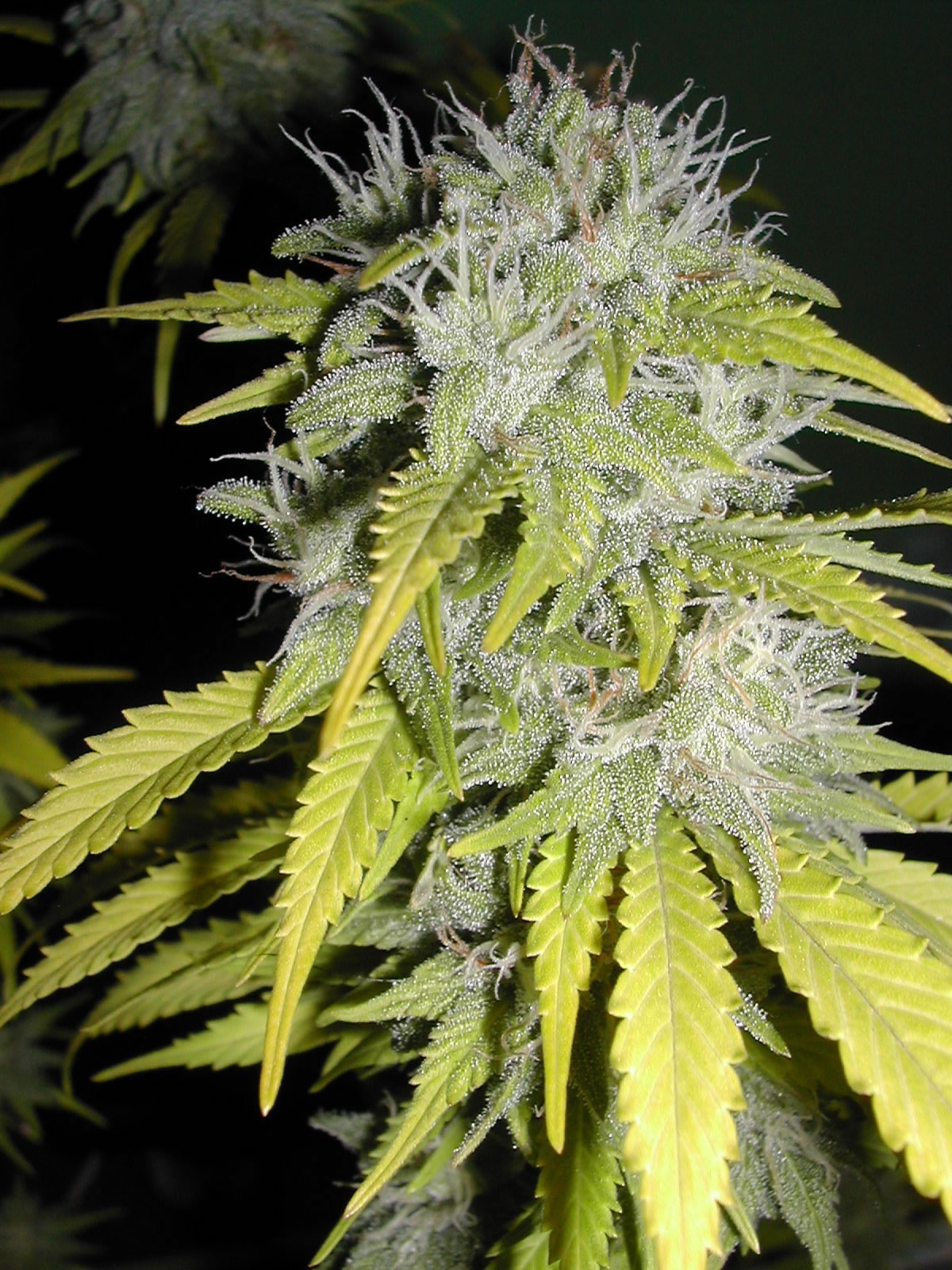 Onyx Feminized Seeds