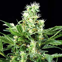 Russian Rocket Fuel Feminized Seeds