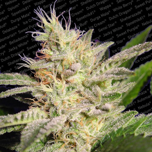 Magic Bud Marijuana Seeds