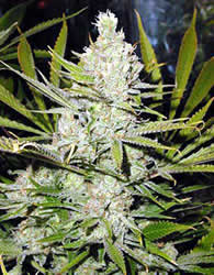 Vanilla Kushy Feminized Seeds