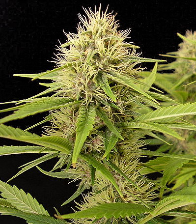 Vanilla Kushy Feminized Seeds