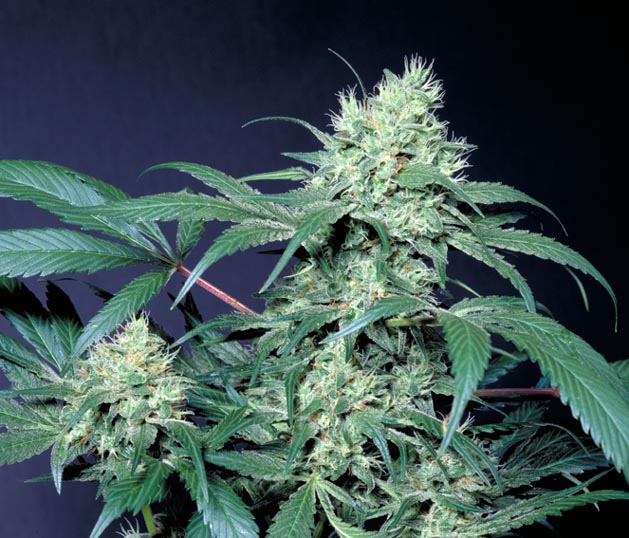 Magic Bud Marijuana Seeds