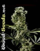 Arjan's Haze #2 Feminized Cannabis Seeds