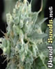 Arjan's Strawberry Haze Feminized Marijuana Seeds