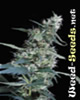 Arjan's Ultra Haze #1 Cannabis Seeds