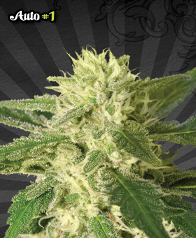 Auto #1 Feminized