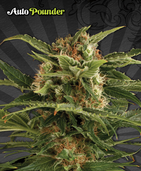 Auto #1 Seeds by Auto Seeds