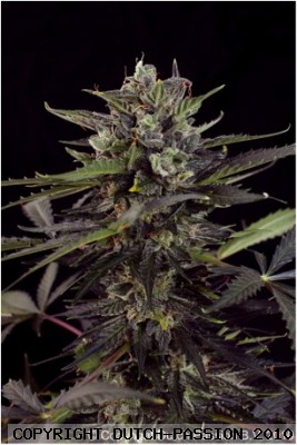 Auto Blueberry Feminized 