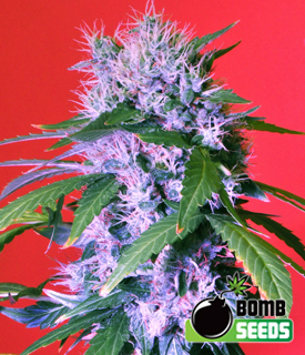 Berry Bomb by Bomb Seeds