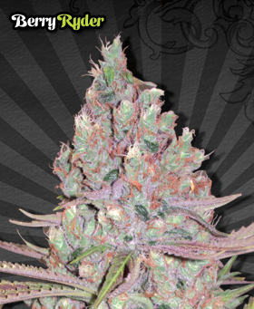 Berry Ryder Seeds by Auto Seeds