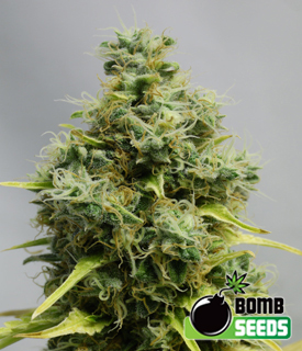 Big Bomb by Bomb Seeds