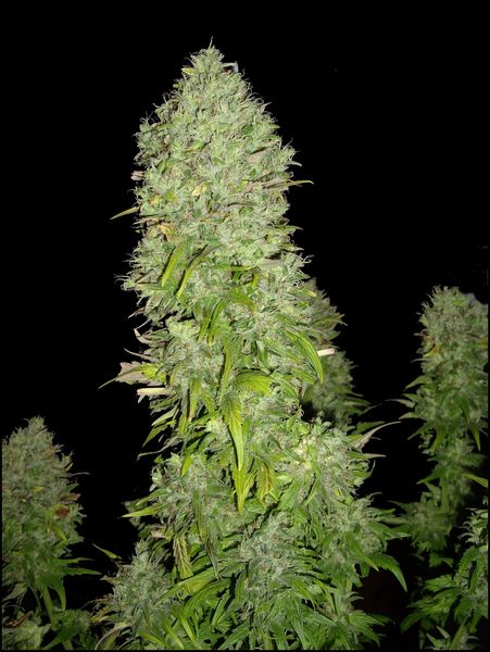 Big Bang Cannabis Seeds