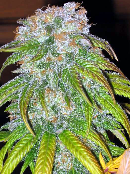 Big Bud Feminized Sensi Seeds