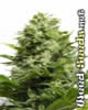 Big Buddha Cheese Cannabis Seeds