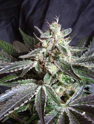 Hawaii Maui Waui Marijuana Seeds