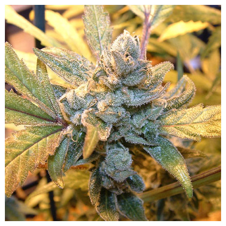 Blue Cheese Feminized Seeds