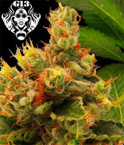 Arjan's Haze #1 Feminized Marijuana Seeds