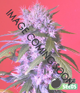 Ice Bomb by Bomb Seeds