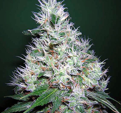 Bubblegum Serious Seeds Marijuana Seeds