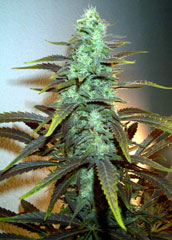 Blue Widow Feminized