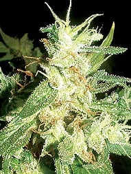 buddha haze seeds