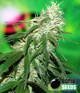 Buzz Bomb by Bomb Seeds