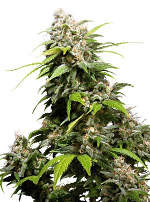 California Indica Sensi Seeds