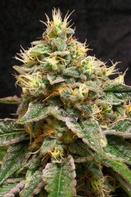 Cheese Feminized Seeds