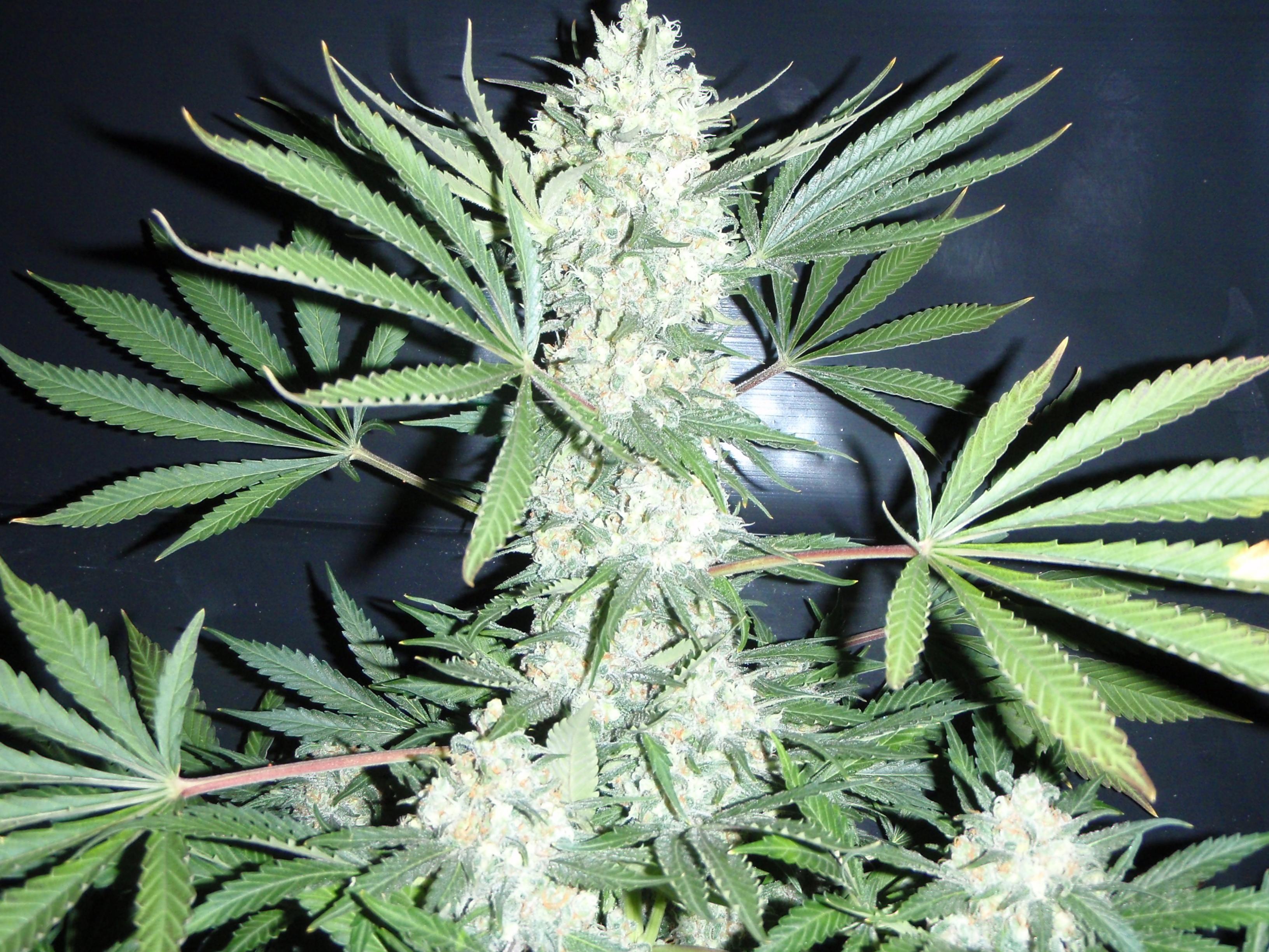 Chiesel Seeds Big Buddha