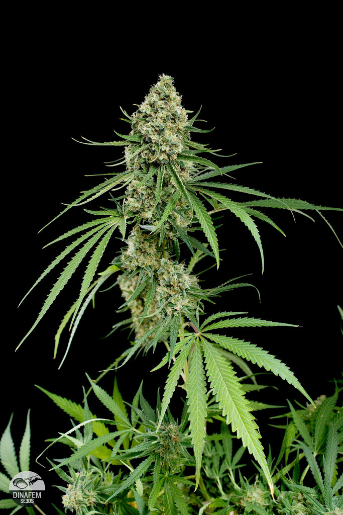 Juicy Fruit Cannabis Seeds