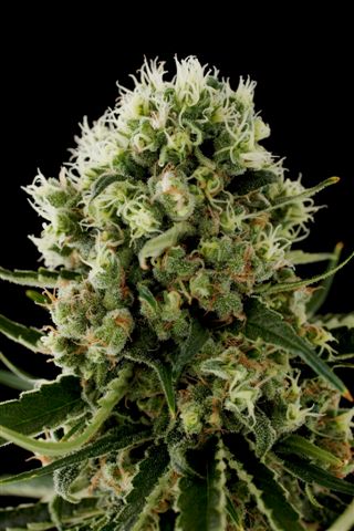 Blue Widow Feminized