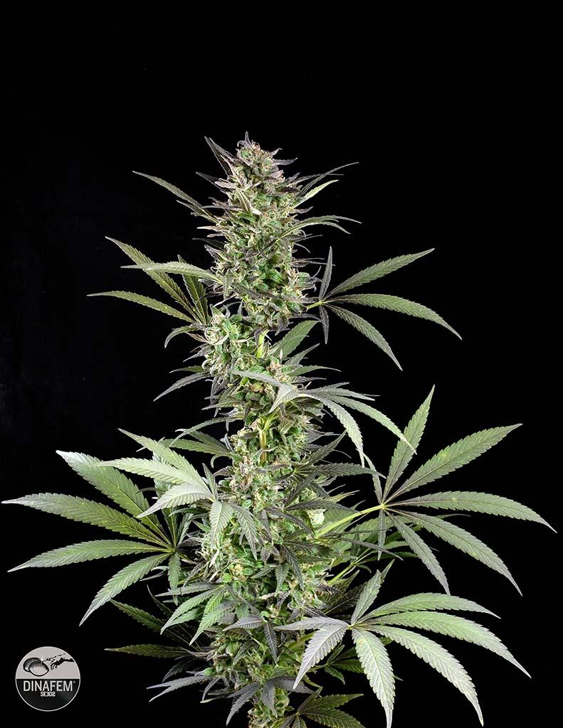 Blue Fruit Feminized Seeds Dinafem