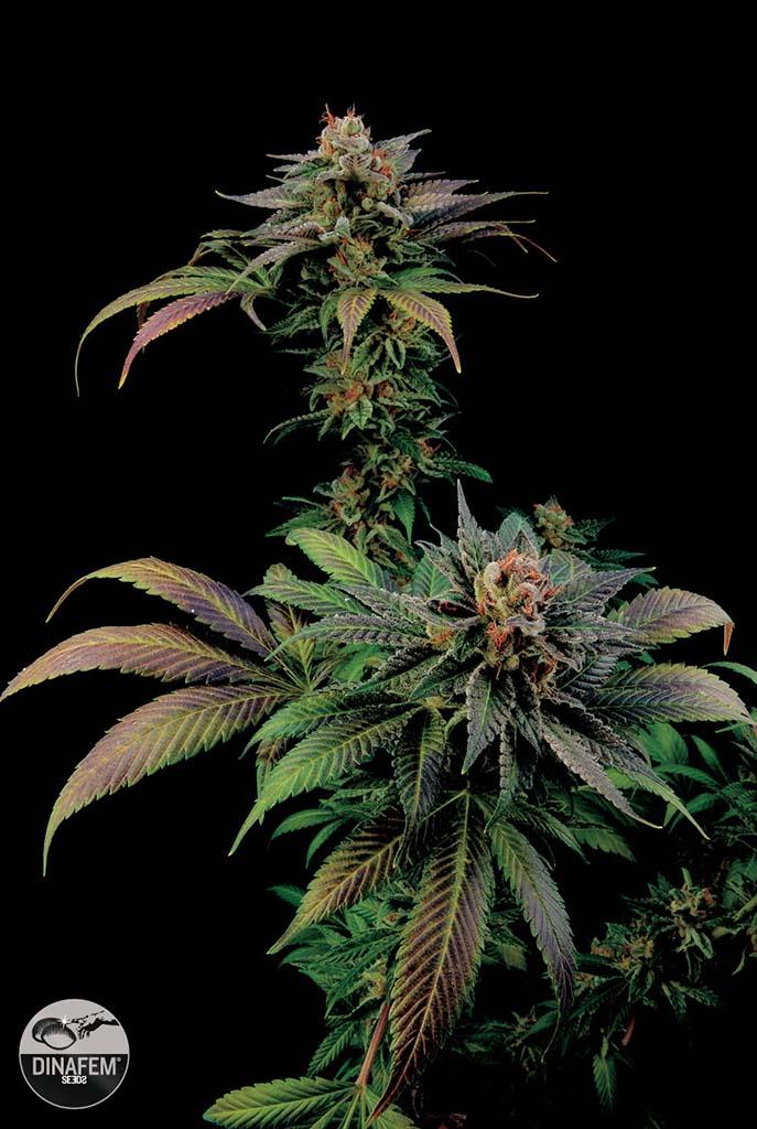 Blue Widow Feminized