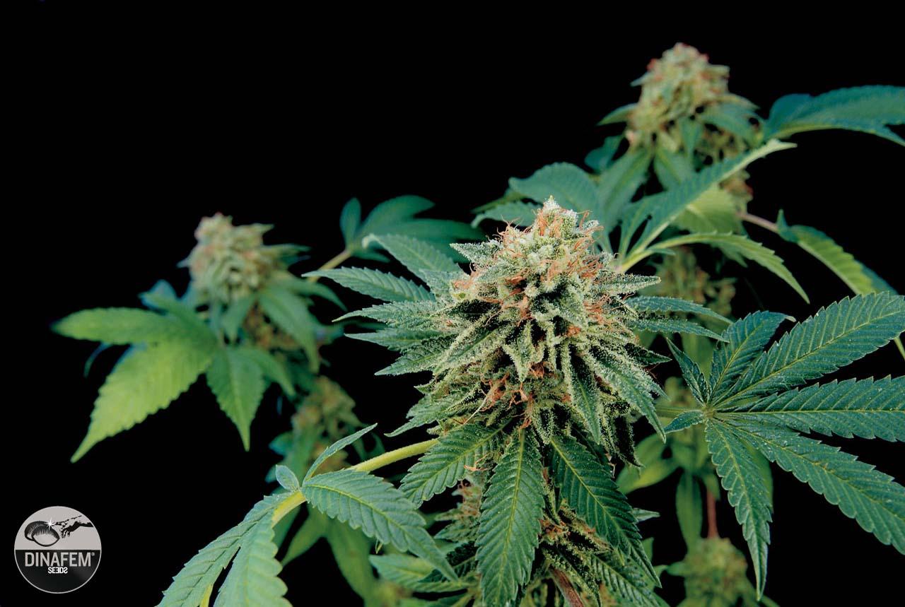 Road Runner Feminized Cannabis Seeds