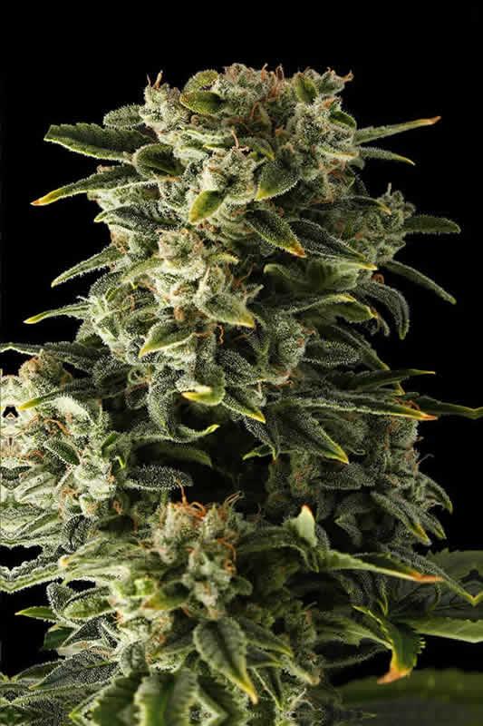 Durban Poison Feminized Marijuana Seeds