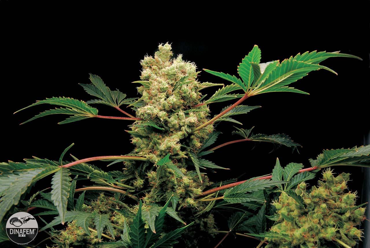 Road Runner Feminized Cannabis Seeds
