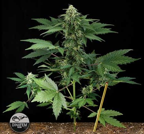 Road Runner Feminized Dinafem