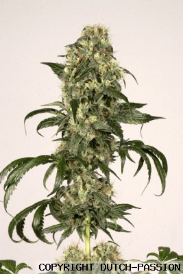 Durban Poison Cannabis Seeds