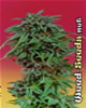 Durban Poison Cannabis Seeds