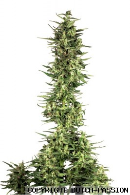 Durban Poison Feminized Marijuana Seeds