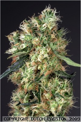 Durban Poison Feminized Marijuana Seeds