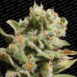 Magic Bud Marijuana Seeds